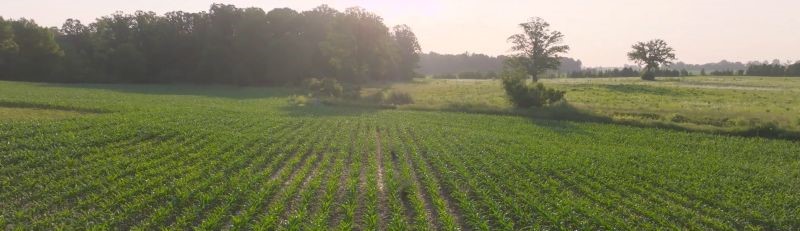 a field of food crops